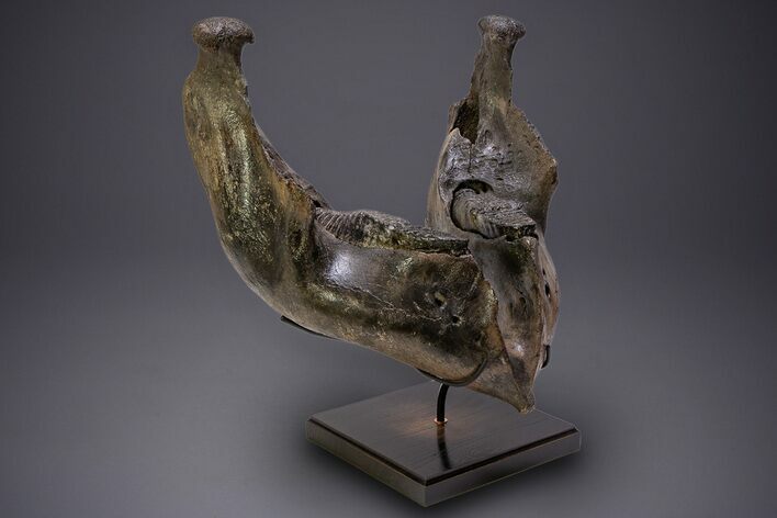 Wide Woolly Mammoth Lower Jaw With M/M Molars - Ukraine #370317